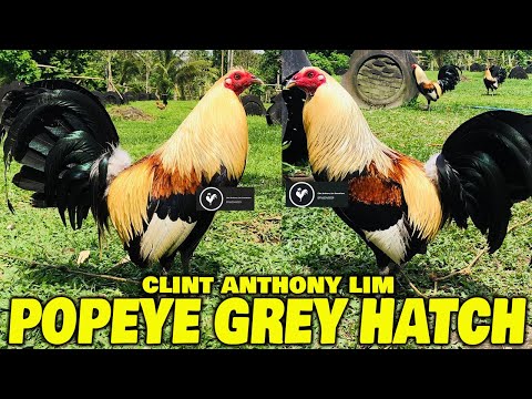 Popeye Grey Clint Anthony Lim Farm - Big Farm In The Philippines