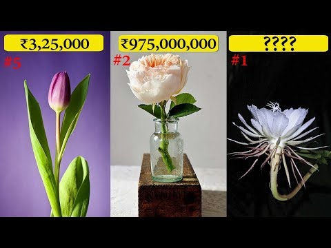 , title : 'दुनिया में सबसे महंगे फूल 5 most expensive flowers in the world
