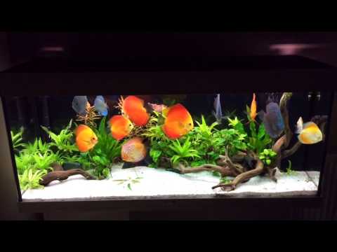 Planted discus tank - Juwel Rio 240L