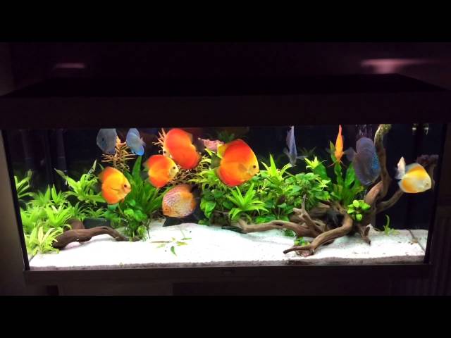 Planted discus tank - Juwel Rio 240L