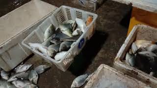 preview picture of video 'pilih ikan di pelelangan samarinda'