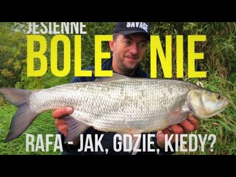 Jesienne BOLENIE! Jak łowić na rzecznych rafach?
