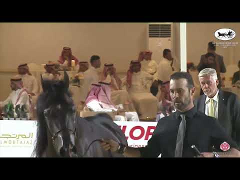 N 375 MAGIC OF SHAWAN   The Arabian Horse Show for local Breeders 2022   Stallions 7+ Years Old Clas