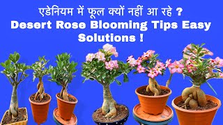 🌺 एडेनियम में फूल क्यों नहीं आ रहे ? 😍Desert Rose Blooming Tips Easy Solutions 🌿