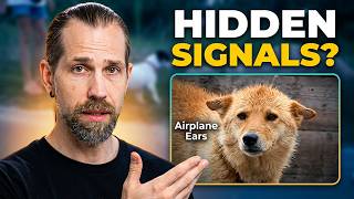 Is Your Dog Stressed? Hidden Body Language Signs Owners Miss
