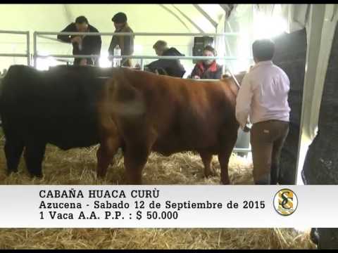 12-09-15 Venta de Vacas y Vaquillonas P.P. - Cabaña Huaca Curù - Azucena.