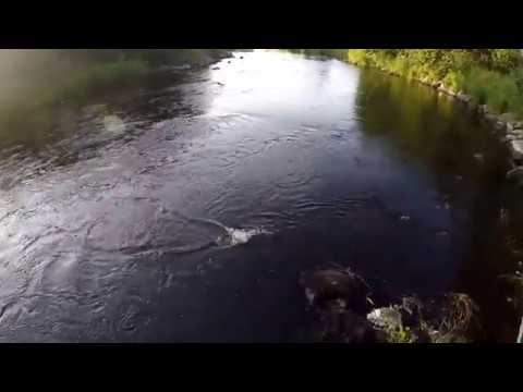 Merikarvianjoki 2019 | Änki