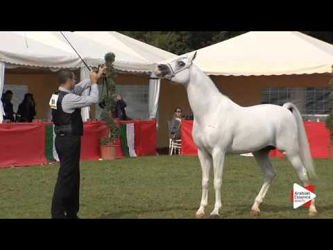 N.96 PHAVEZ BY IMPERIA - Arezzo 2015 - Stallion 4-6 years old (Class 10)