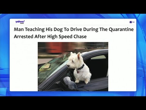 ああ、隔離された人たち」の自宅での振る舞い方 (How Not to Act at Home in ‘Oh, Quarantined People’)