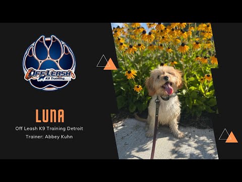 5 m/o Cavapoo puppy “Luna” | Obedience Training | Detroit Trainer Abbey Kuhn