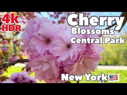 Cherry Blossom Tour | Central Park | NewYork 🇺🇸
