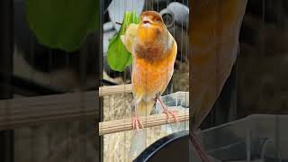 Download lagu Kenari EXTREME Gaya mewah Milik DOB TEAM mp3 Download lagu Kenari EXTREME Gaya mewah Milik DOB TEAM mp3