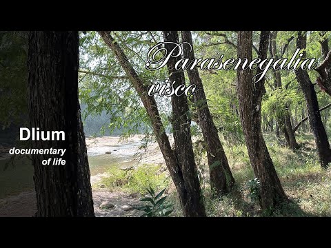 Acacia visco (Parasenegalia visco)