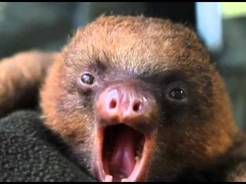 Edy's Slow Choined Ice Cream