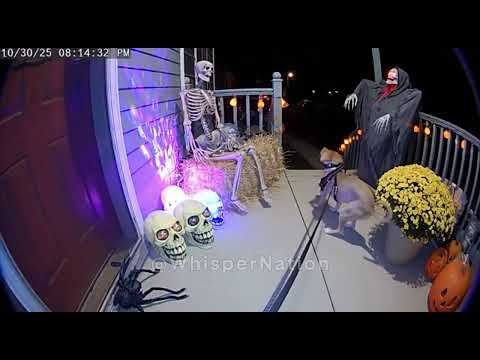 CCTV | Halloween: Dog & Animals React to Skeleton Decorations