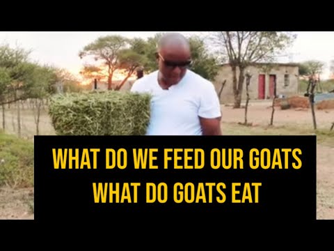 , title : 'What do we feed our goats / What do goats eat'