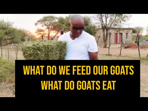 What do we feed our goats / What do goats eat