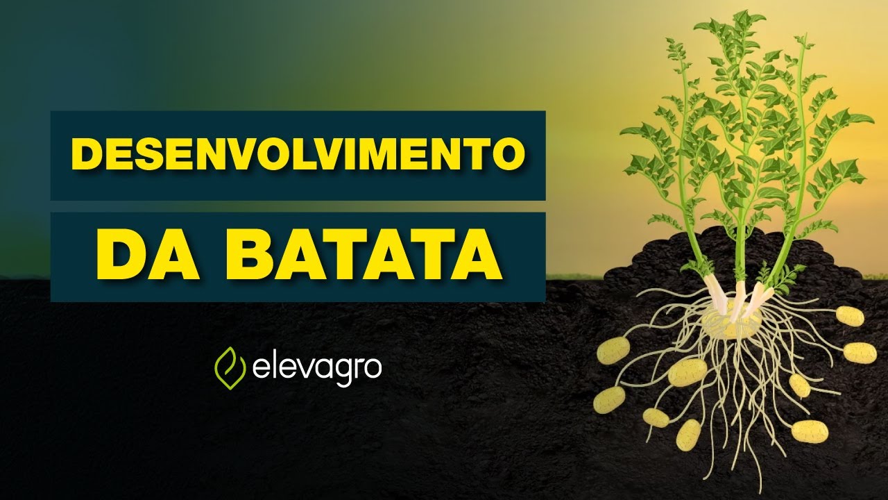 Fases de desenvolvimento da batata