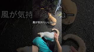 かわいいのでかわいがってみたよ #元気になる動画 #元気お届け #ネコ
