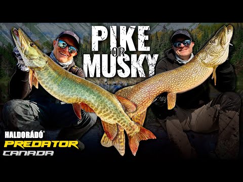 Döme Gábor – Pike or Musky? The Fish of 10,000 Casts