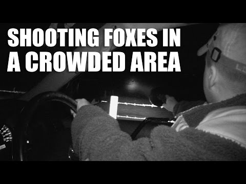 Shooting Foxes in a Crowded Area Shooting Foxes in a Crowded Area