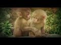 Funny Monkey Videos A Funny Monkeys Compilation Most Funny Monkey Videos HD Funny Pets