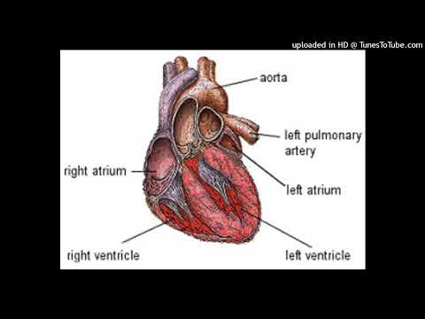 Healed Heart Freestyle