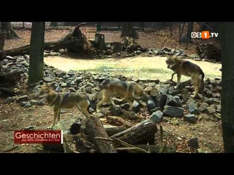 Geschichten aus dem Osnabrücker Zoo -- Das Wolfsrudel