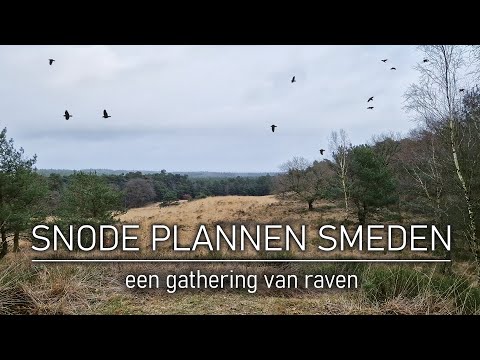 NATUURLIJK OP PAD #49 - SNODE PLANNEN SMEDEN - een gathering van raven