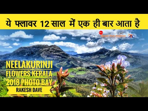 Neelakurinji Flower Kerala - Blossoms once in 12 Years | Shivali Dave Vlog | 1080p HD