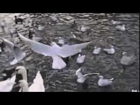 Alster-Möwen in Motion