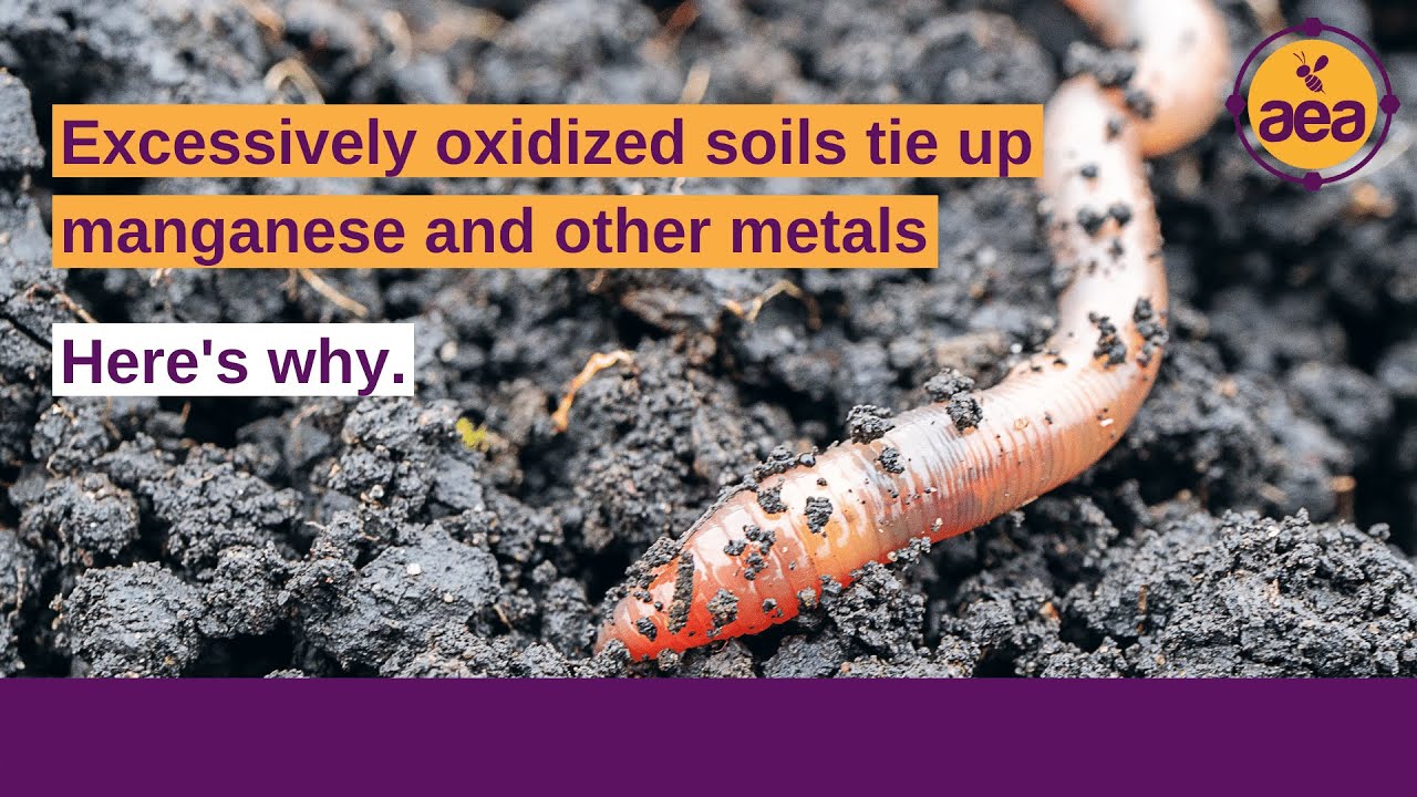 Farmers need to release manganese and other metals from soil reserves. Here's how. | Regenerative Ag