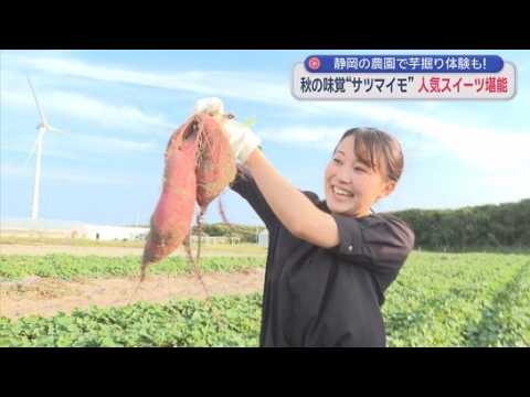YouTube Video 「名字が堀なので気合入ってます！」堀アナがサツマイモ掘りに挑戦　掛川の農園で秋の味覚を満喫