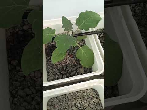 🌱 Dutch Bucket Day 23 Brinjal Plant 🍆