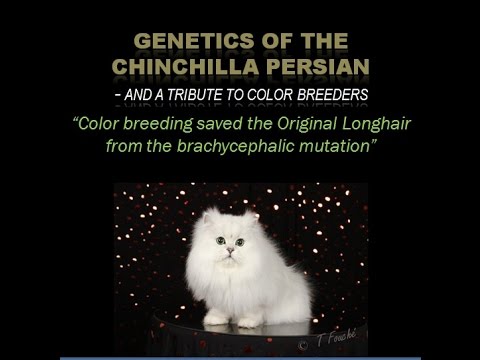 Genetics of Chinchilla Persian