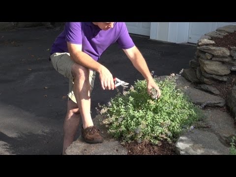 Deadheading Catmint (Nepeta) to Extend Bloom