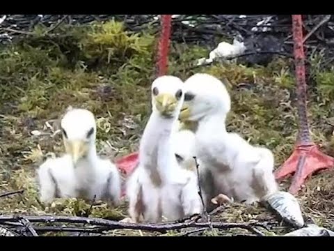 2022-05-27 21:06 - Black Stork Nest 2: When you are in food coma