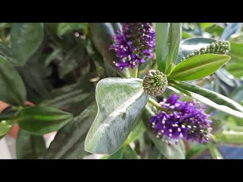 Nature tellement.  27/10/21.