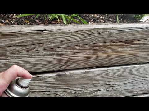 Carpenter Ant Colony Nest in Railroad Ties in Bridgewater, NJ