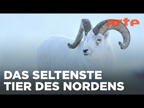 Yukon - Ein Traum in Weiß Reupload | ARTE Fernweh