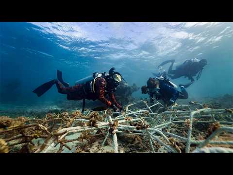 Save The Beach Maldives Coral Restoration Project thumbnail