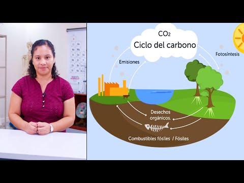 Ciclos Biogeoquímicos