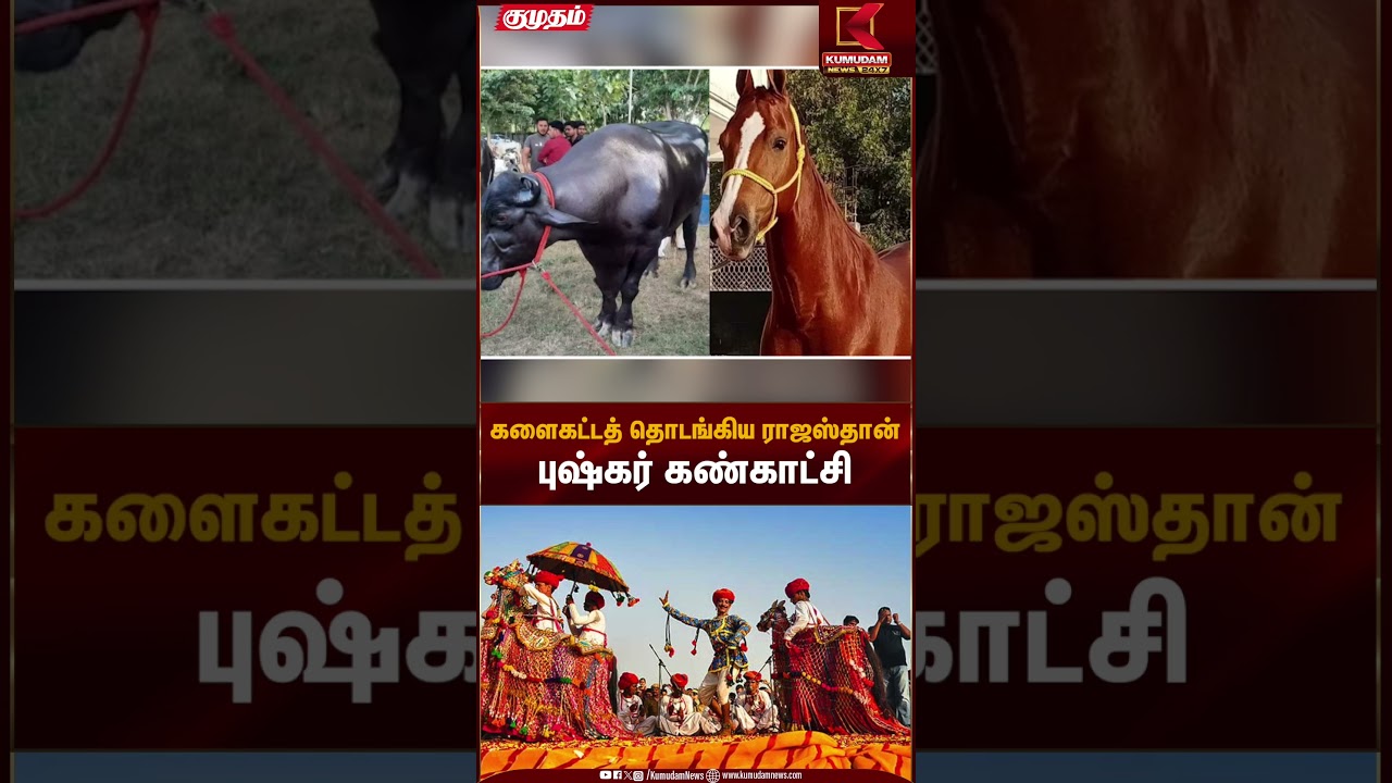 களைகட்டத் தொடங்கிய ராஜஸ்தான் புஷ்கர் கண்காட்சி | Rajasthan Pushkar Fair | Kumudam News