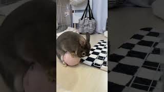 ﾊﾟﾝﾊﾟﾝうさぎとなんとも言えない反応のｲｯﾇ #いぬ #一人暮らし #vlog #dog #ポメラニアン #うさぎ