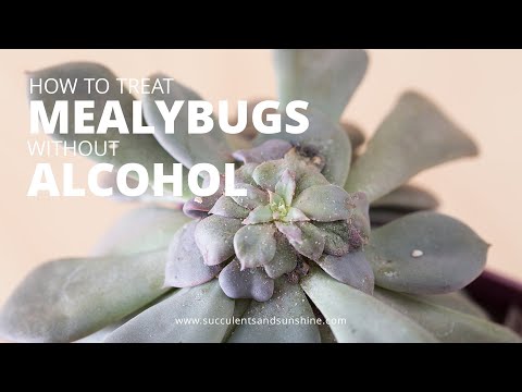 , title : 'How to treat succulents for mealybugs and scale without using isopropyl alcohol'