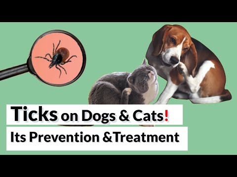 How To Prevent and Treat Ticks on Dogs & Cats?