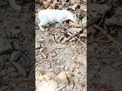 #shorts #youtubeshorts #anirbansview