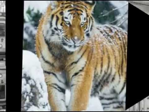 Little Tony - Un uomo piange solo per amore