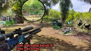 Download lagu So many ruak ruak birds‼️hunting swamp birds mp3
