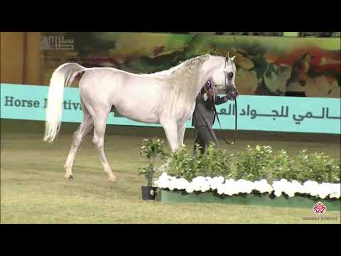 N.304 E.S. HARIR - 2020 PSAIAHF Al Khalediah Show - Stallions 7-9 Years Old (Class 11B)